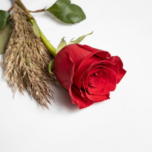 1 Rosa